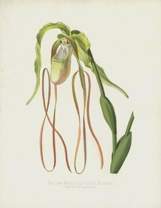 La zapatilla de dama de cola larga, Cypripedium Caudatum de English School